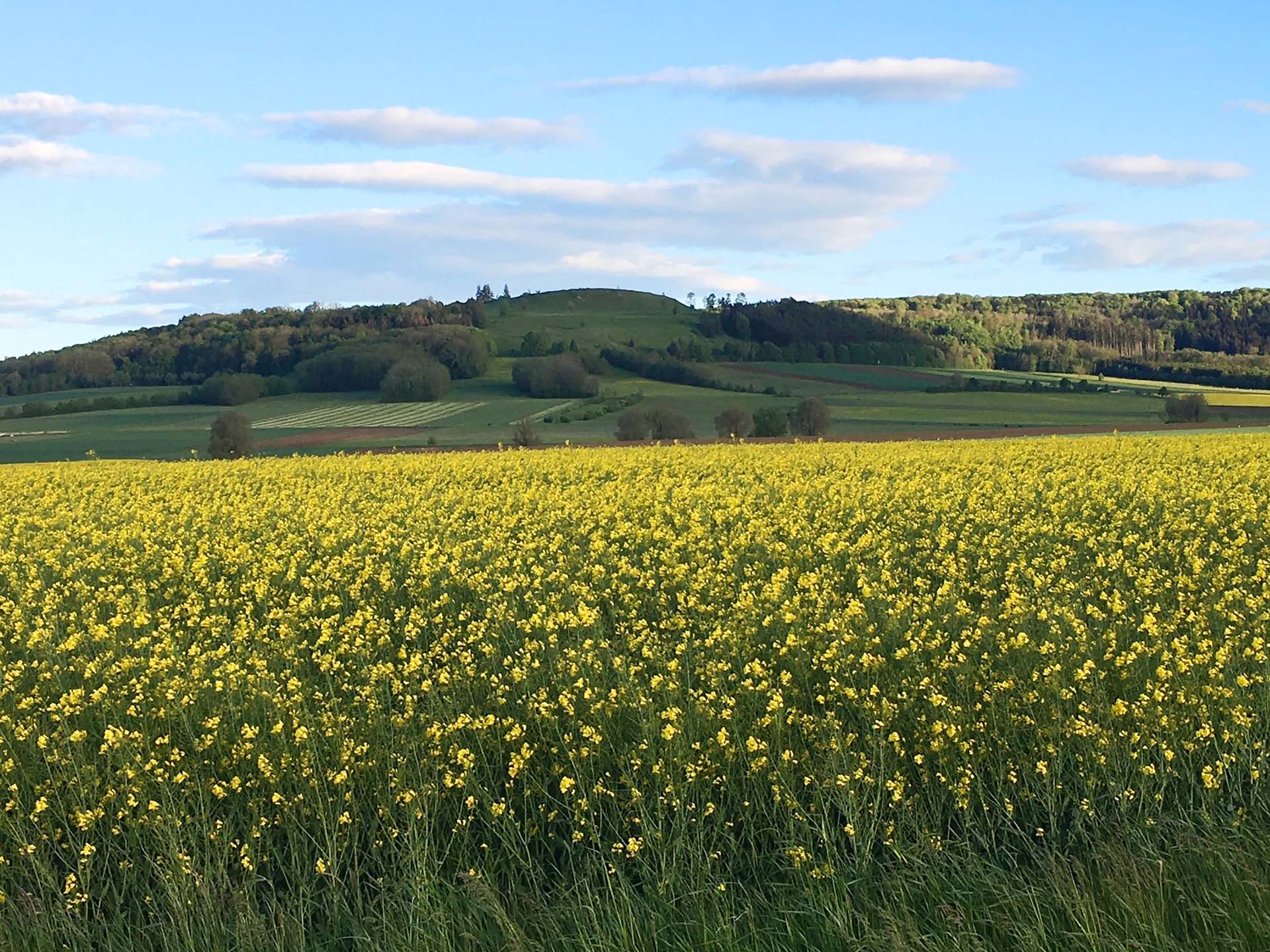 Landschaft der Gemeinde Dittenheim